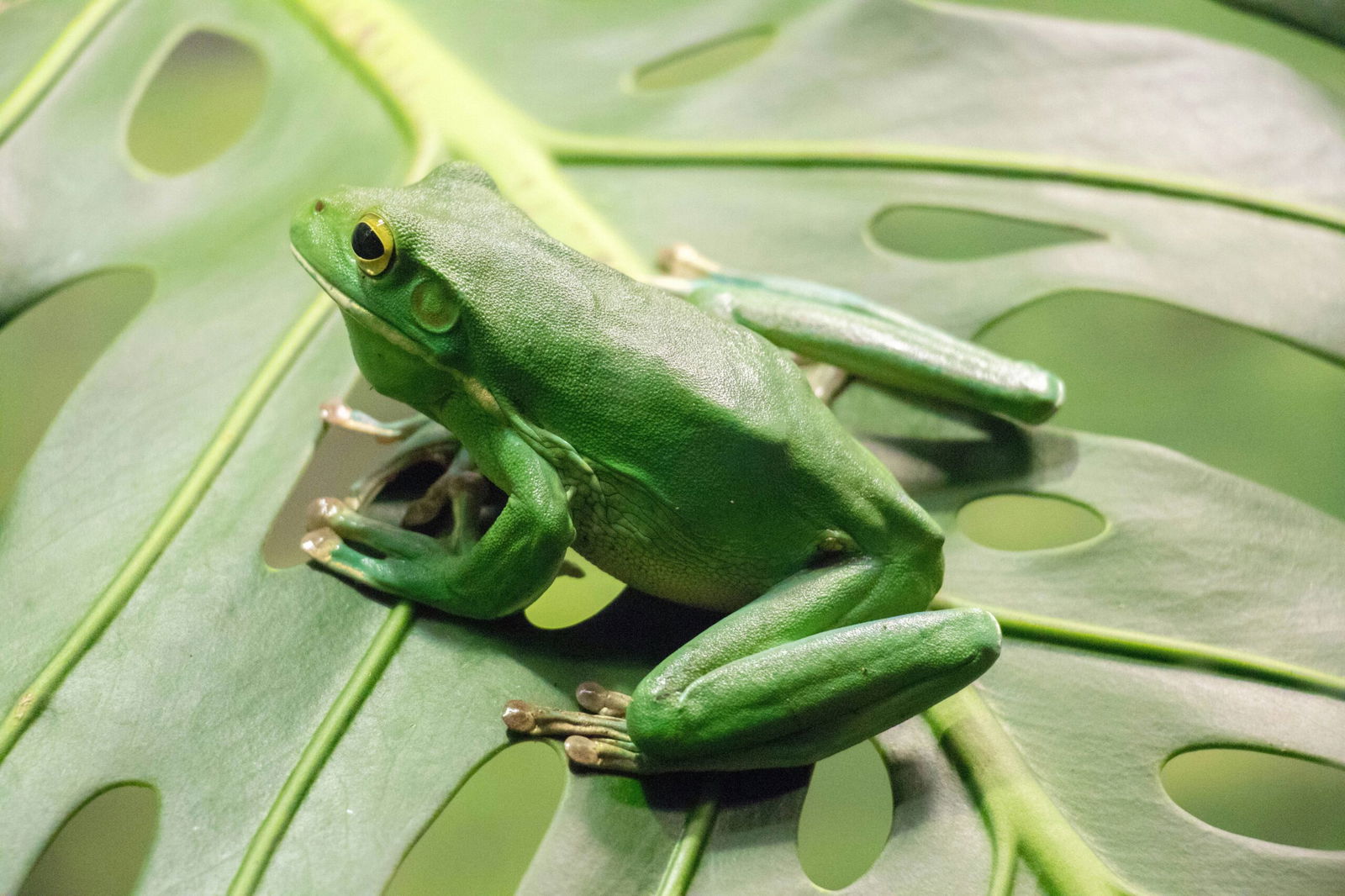 Frog sitting on pad